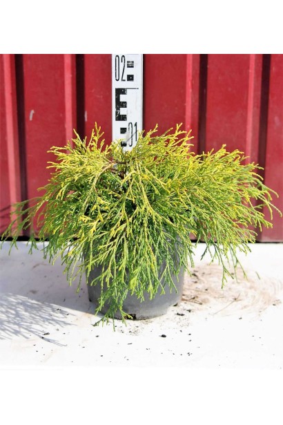 Кипарисовик горохоплідний Санголд - 5л/вис.15-25см/Ø30-40см